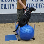 degility-ball-uebung-hundeschule-krefeld