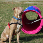 degility-hundeschule-krefeld