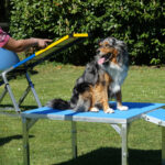 degility-parcour2-hundeschule-krefeld